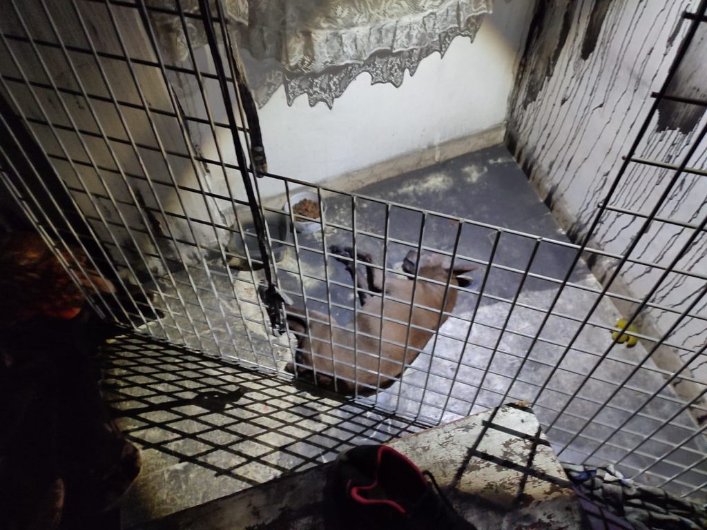 POLICÍAS INSISTEN EN QUE EL MALTRATO ANIMAL POR IMPRUDENCIA GRAVE SEA CONSIDERADO DELITO