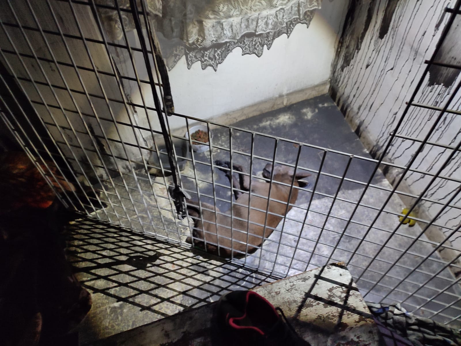 POLICÍAS INSISTEN EN QUE EL MALTRATO ANIMAL POR IMPRUDENCIA GRAVE SEA CONSIDERADO DELITO