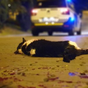 Gato atropellado