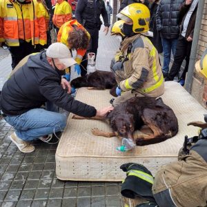Rescate y primeros auxilios perro