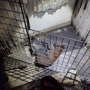 POLICÍAS INSISTEN EN QUE EL MALTRATO ANIMAL POR IMPRUDENCIA GRAVE SEA CONSIDERADO DELITO